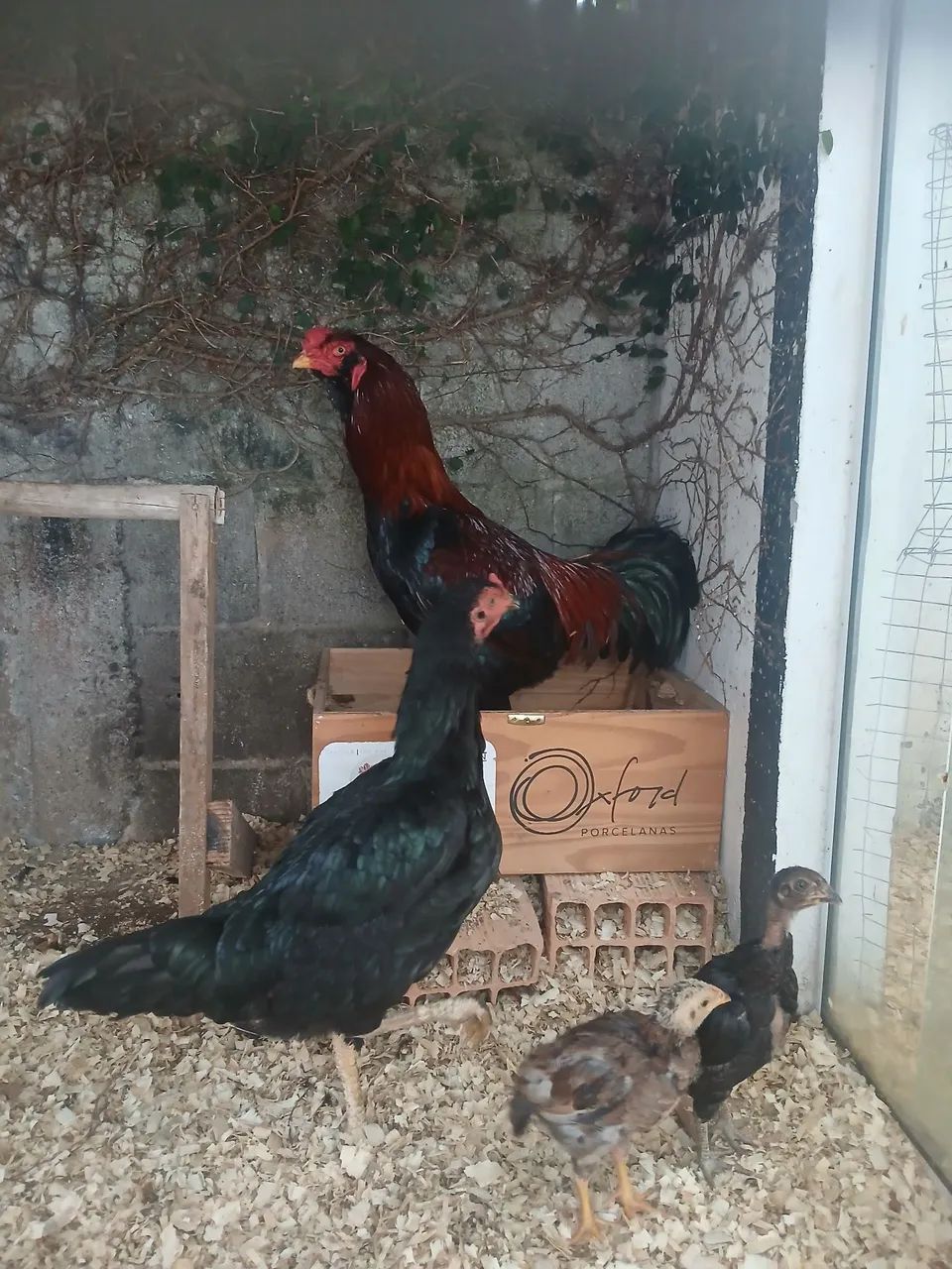 Galo e galinha inguesa  - Foto 4