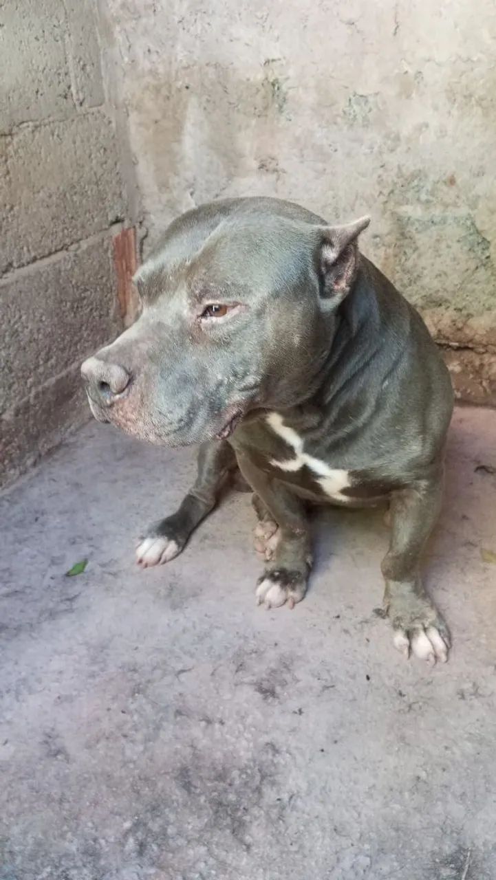 American Bull  - Foto 2