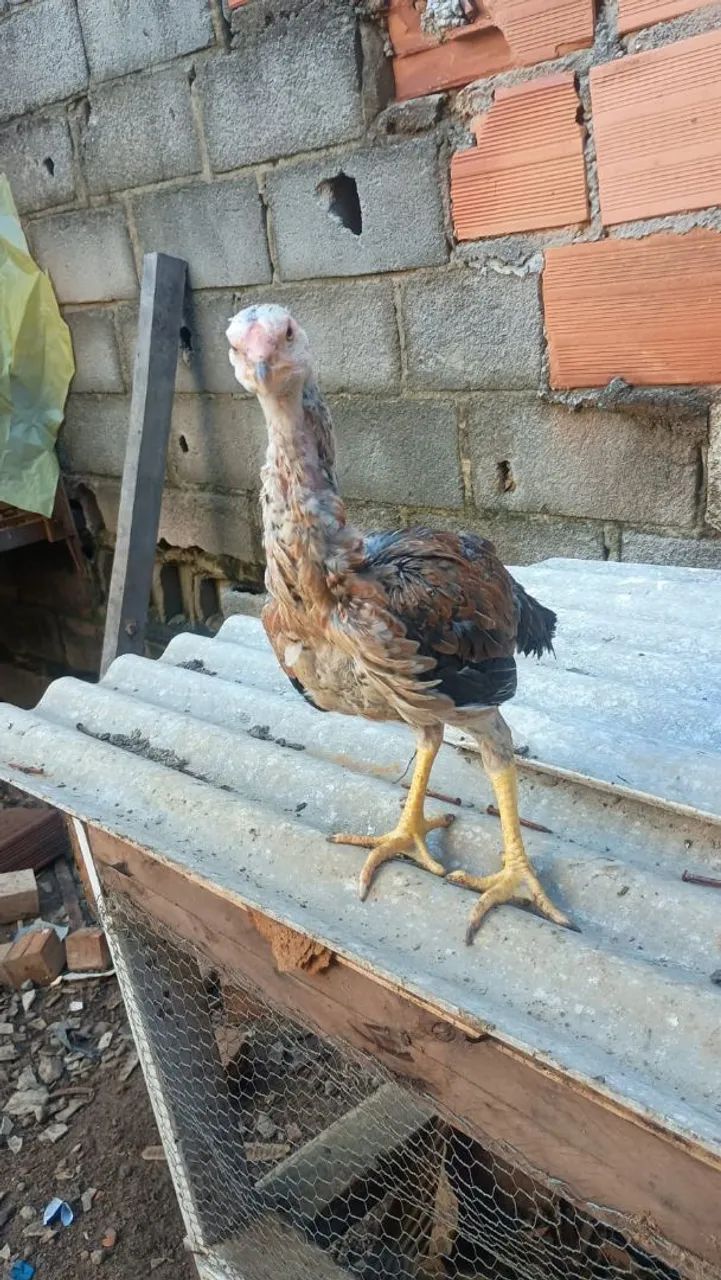 FRANGO ÍNDIO PURO!!!!