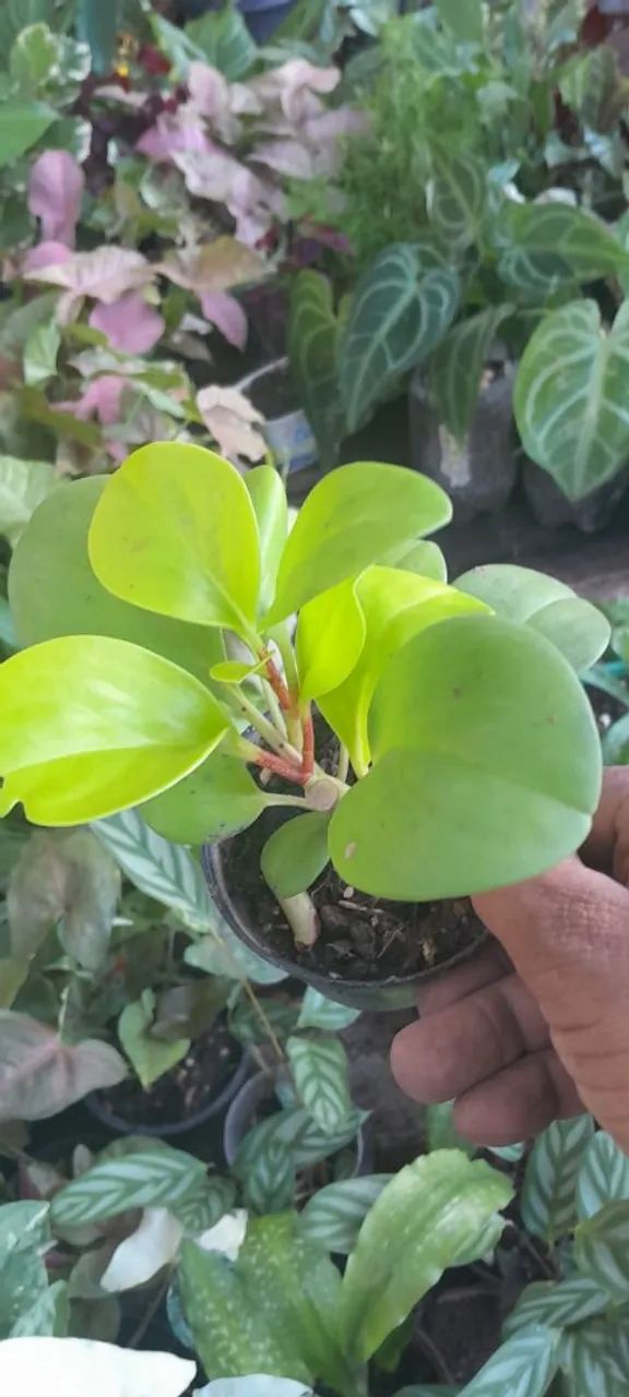 Plantas variadas  - Foto 3
