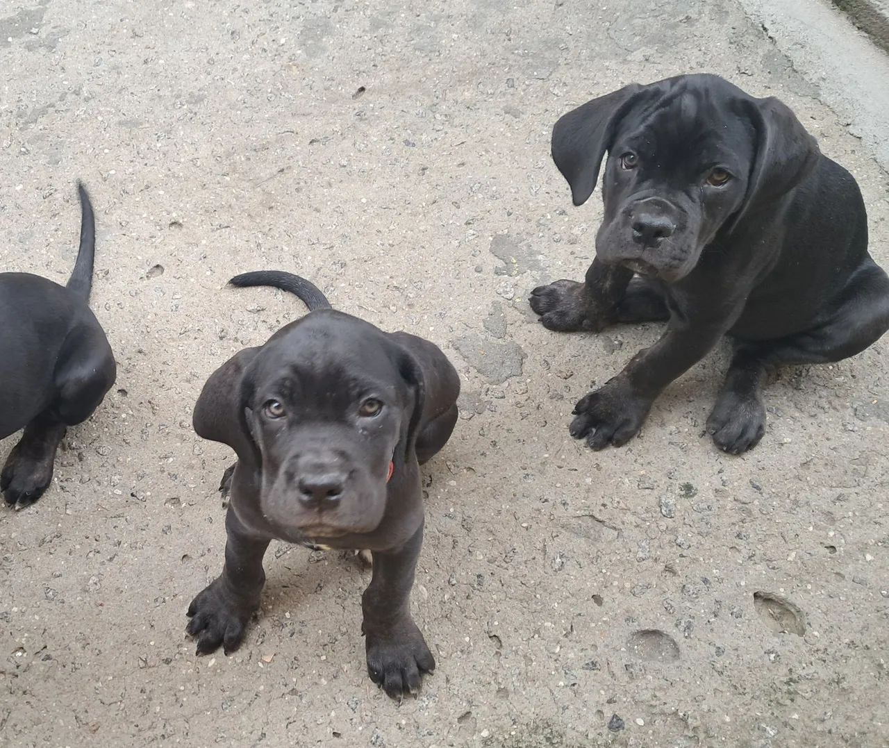 Cane corso filhotes - Foto 3