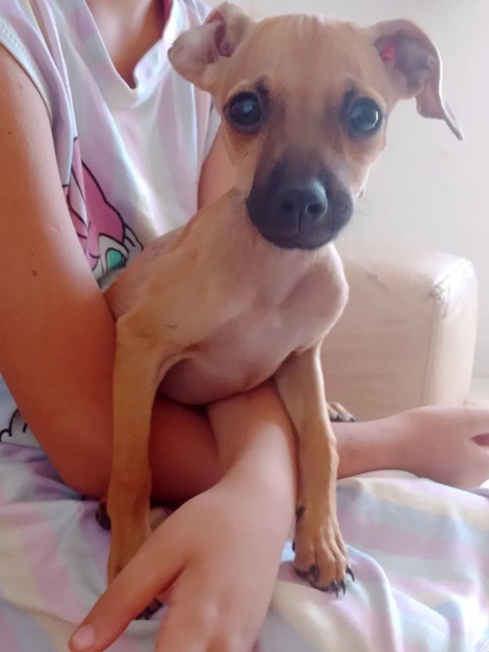 Cachorros para doação 