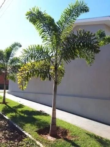 Palmeira rabo de rasposa 