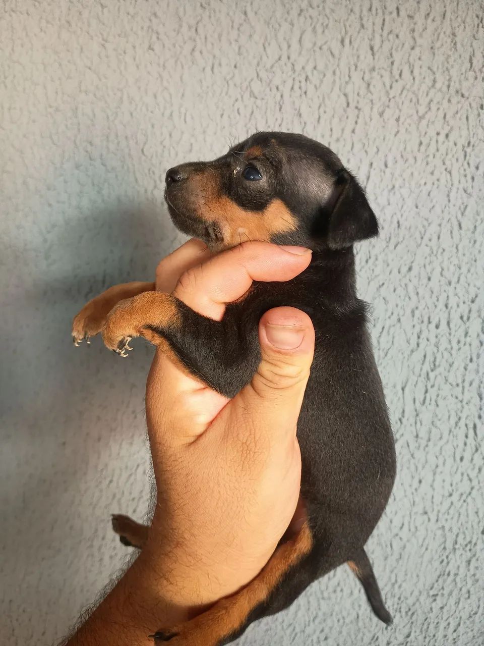 Pinscher  - Foto 2