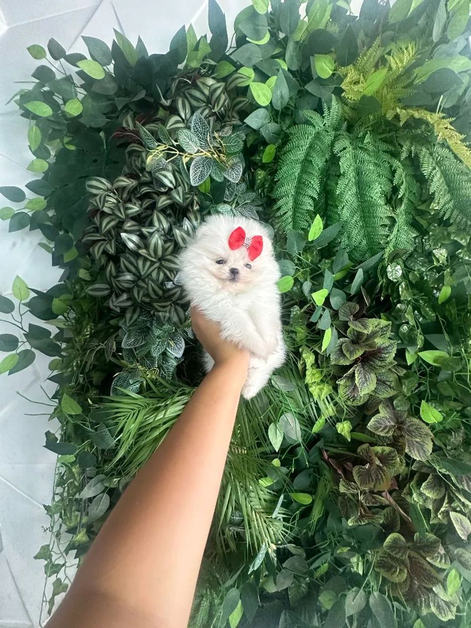 Lulu da pomerania - Foto 2
