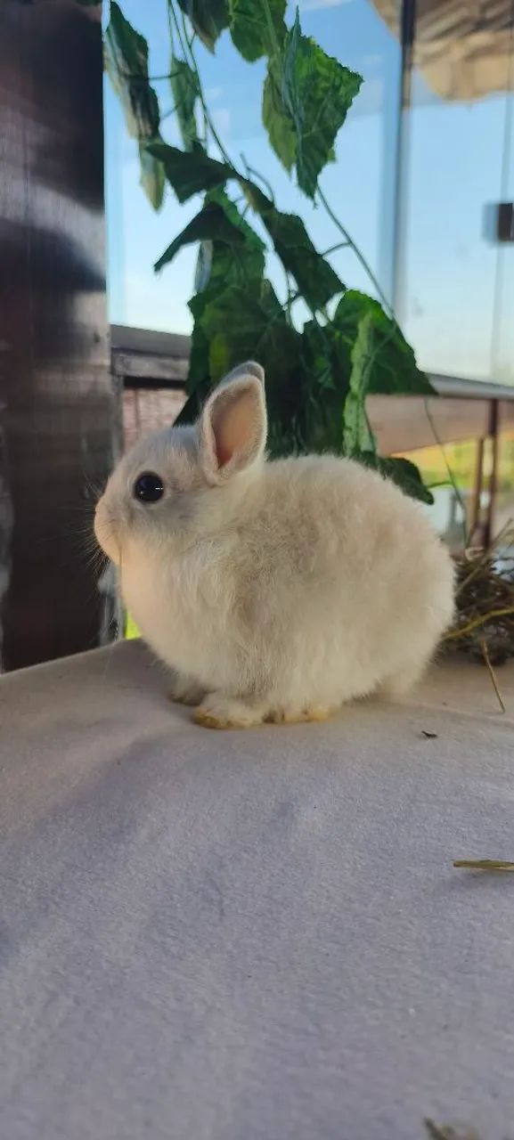 Coelhos Netherland e filhotes disponíveis! - Foto 4