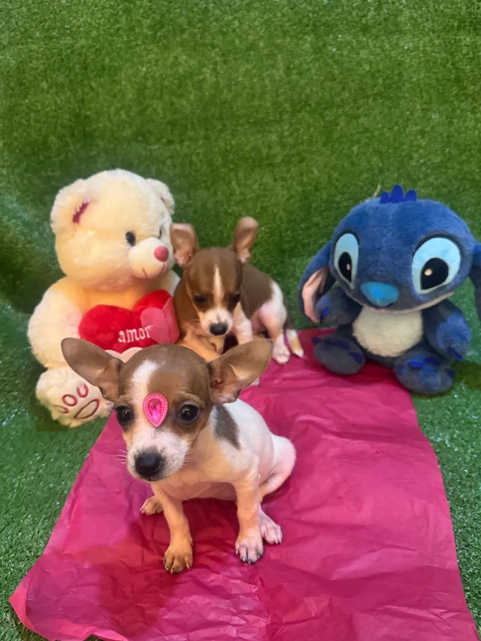 Cachorro  - Foto 4