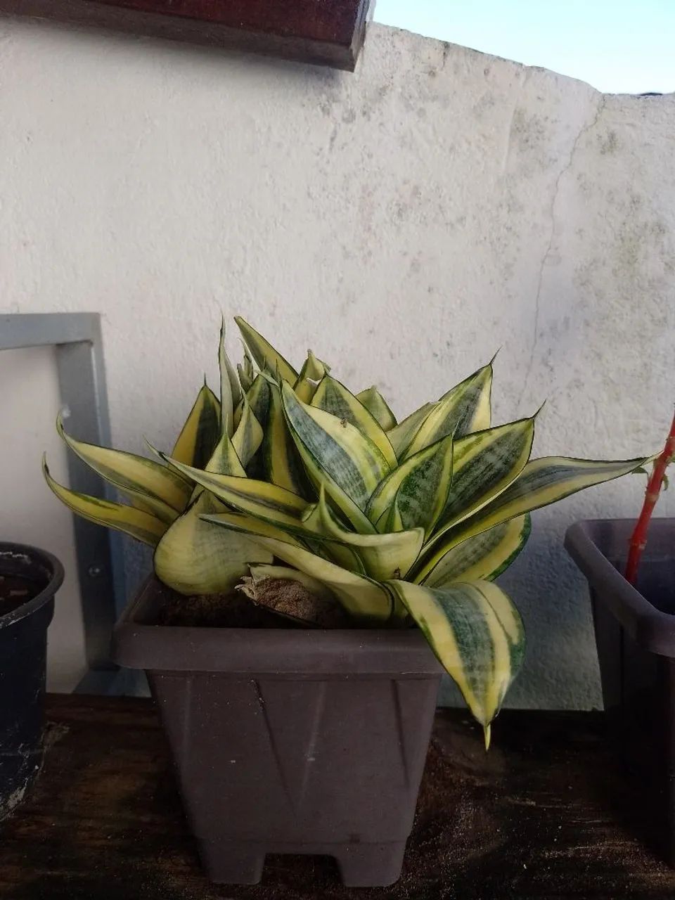 Plantas - Foto 4