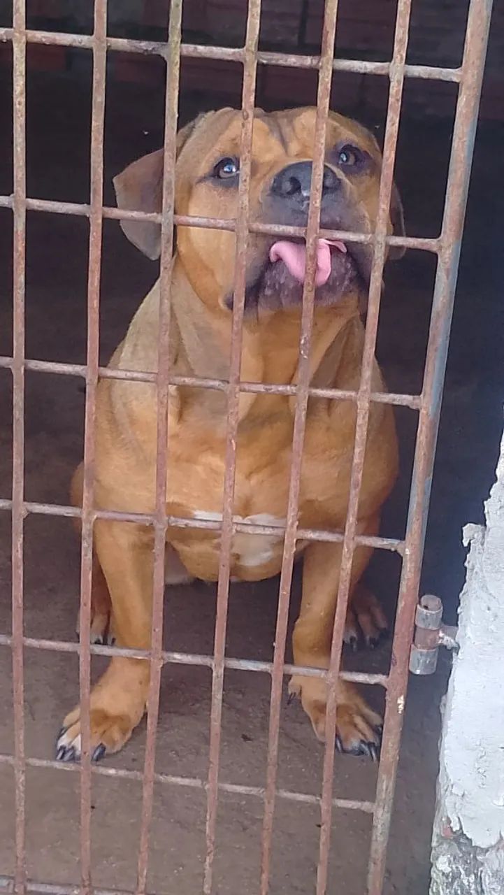 pra vende 