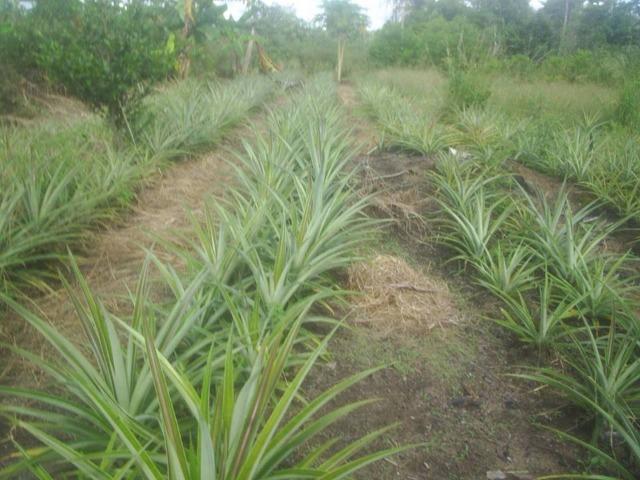 Terreno em Belmonte! 200.000m² Super Oportunidade! - Foto 6