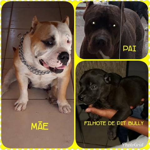 Filhote de pit bully macho (pit bull com American bully)