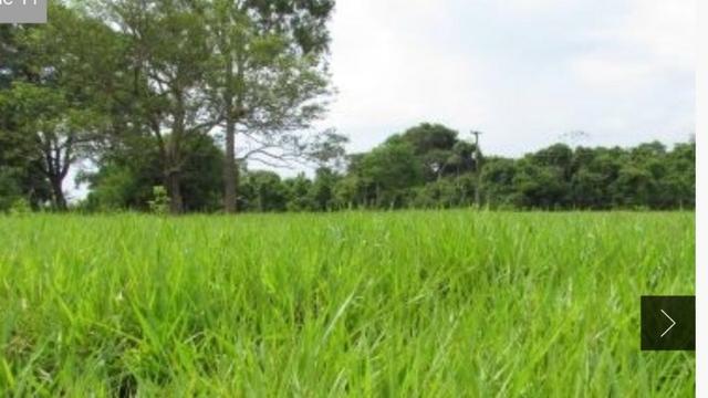 Sítio com estrutura de Fazenda - Foto 6