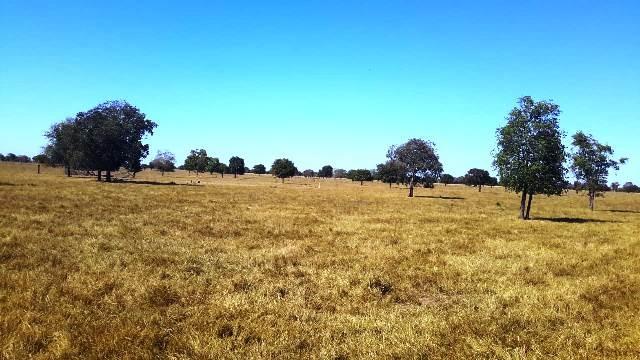 Fazenda 1485 ha Barra do Bugres MT - Foto 4