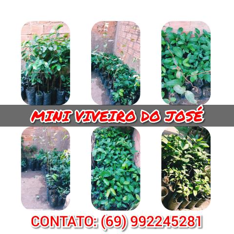 Varias mudas frutiferas - Foto 6