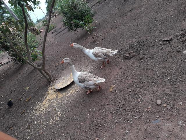 Chácara em Vila Bom Jardim-Nobres/MT - Foto 10