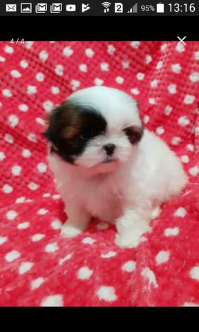 Futuras de shih zus