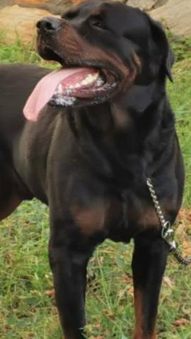 Rottwailer para cruzar com pedigree