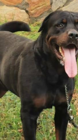 Rottwailer para cruzar com pedigree - Foto 4