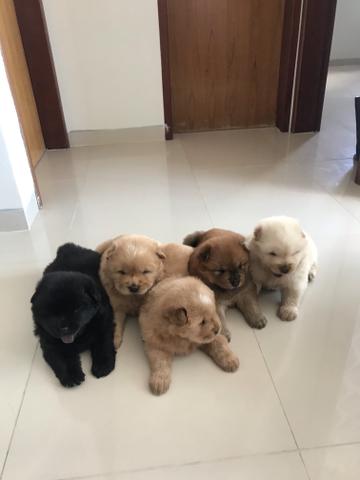 Vendo filhote de chow chow - Foto 2