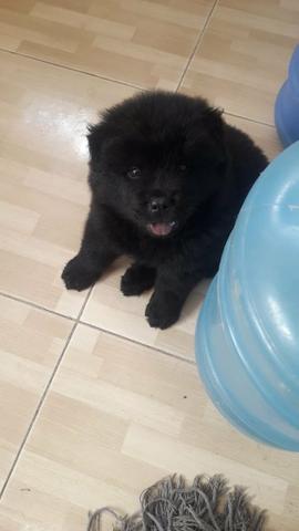 Vendo chow chow leão - Foto 3