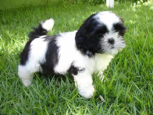 Shih tzu pronta entrega - Foto 2
