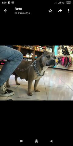 American bully fêmea vendo