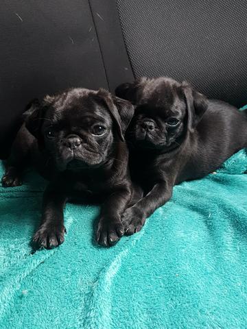 Filhotes Pug fêmeas