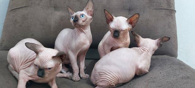 Sphynx importadas - Foto 4