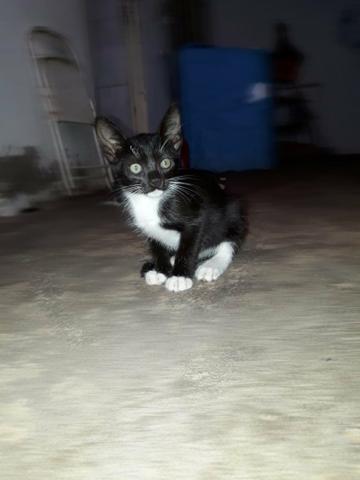 Doação de gatos - Foto 2