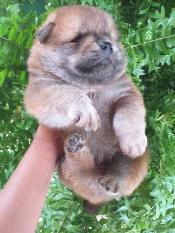Filhotes de Chow Chow Padrão americano