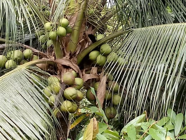 Vendo CoCo