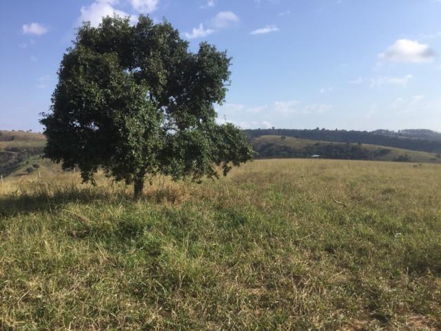 Fazenda 455.96 hectares - Governador Valadares/MG - Foto 14