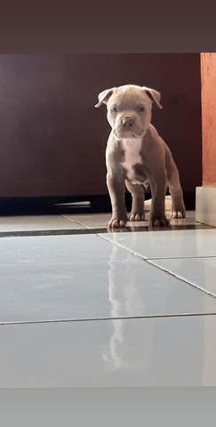 Pitbull