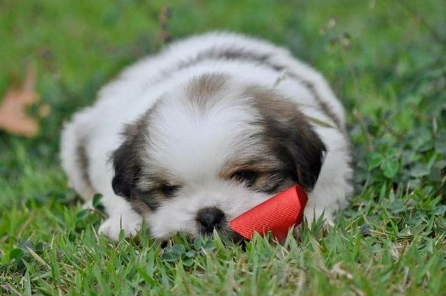 Para sua companhia filhotes saudáveis Shih Tzu - Foto 3