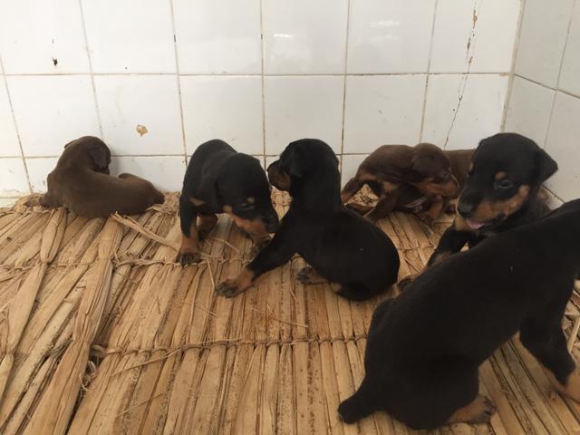 Venda de filhotes de doberman - Foto 2