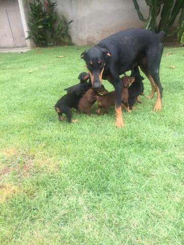 Venda de filhotes de doberman - Foto 5
