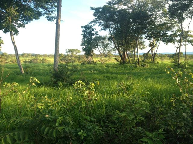 Fazenda estado Tocantins - Foto 6