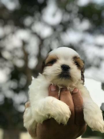 Para sua companhia filhotes saudáveis Shih Tzu - Foto 4