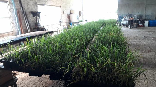 Mudas de Tifton 85 Pasto Pastagem Feno Silagem Forragem - Idealfarm - Foto 3