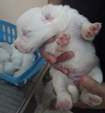 Labradores - Foto 6