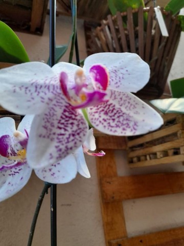 Orquídeas - Foto 2