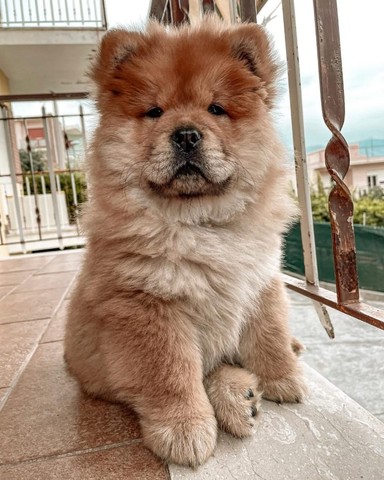 Chow chow lindos filhotes disponível a pronta entrega