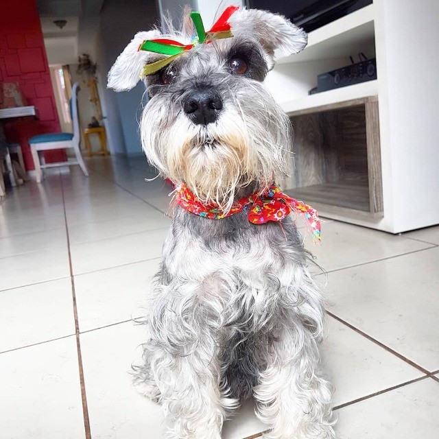 Schnauzer lindos filhotes disponível a pronta entrega e encomenda fêmea e macho!!!!