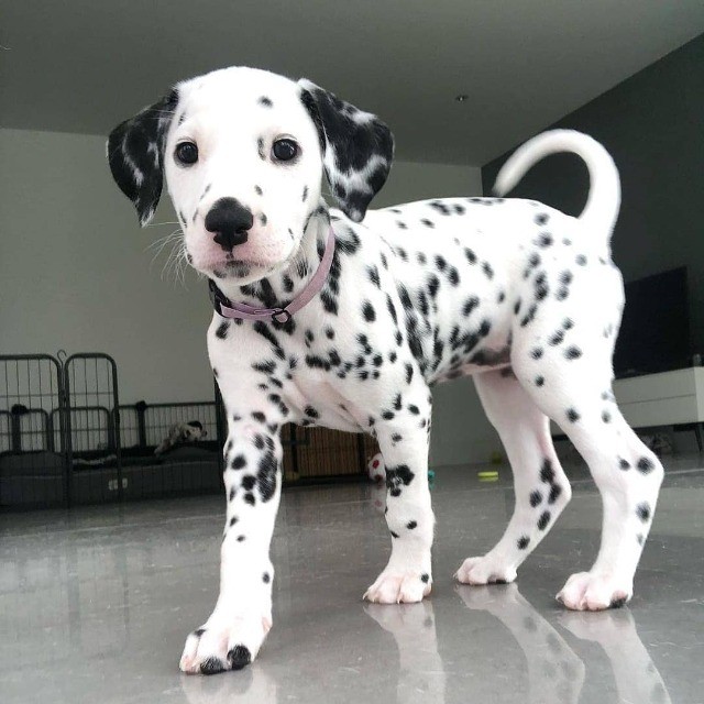 Dalmata   lindos filhotes disponível a pronta entrega