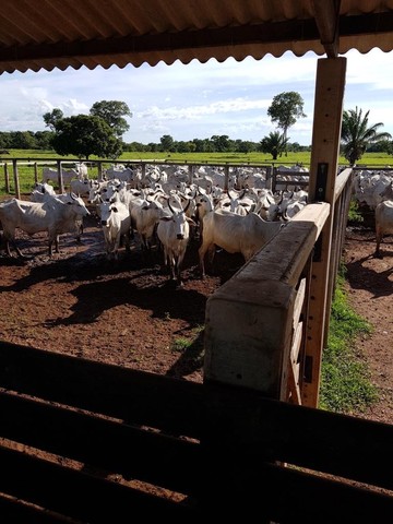 201.500.000                       Fazenda de 1.613 alq em Cocalinho - MT - Foto 4