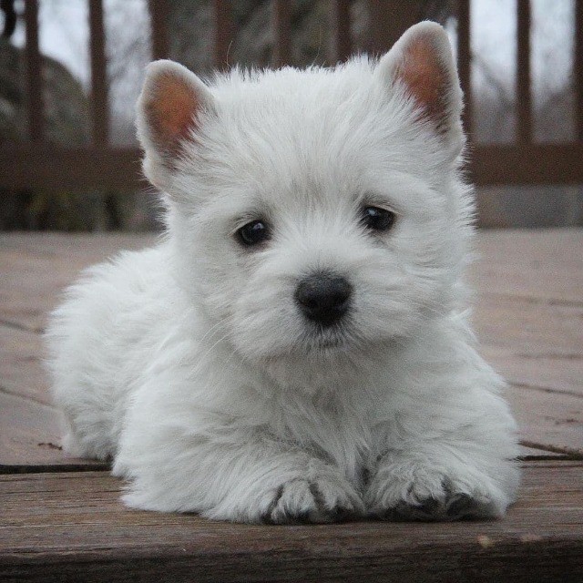 West Terrier lindos filhotes disponível a pronta entrega e encomenda fêmea e macho!!!!