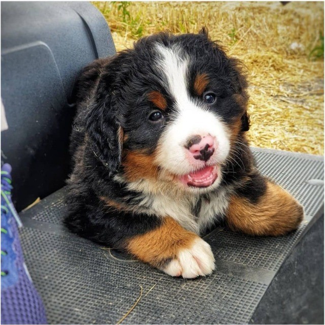 Bernese lindos filhotes disponível a pronta entrega e encomenda fêmea e macho!!!!