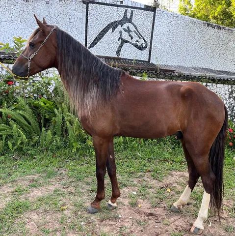 Cavalo alazão tostado de marcha picada - Cavalos e acessórios