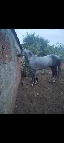 OLX on X: CAVALO 🐎 IIIIIRRAAAA 🤪 DEMAISSSS 😎 QUE ISSO MEU