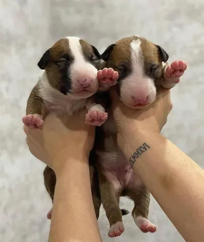 Bull Terrier Lindos filhotes - Foto 2